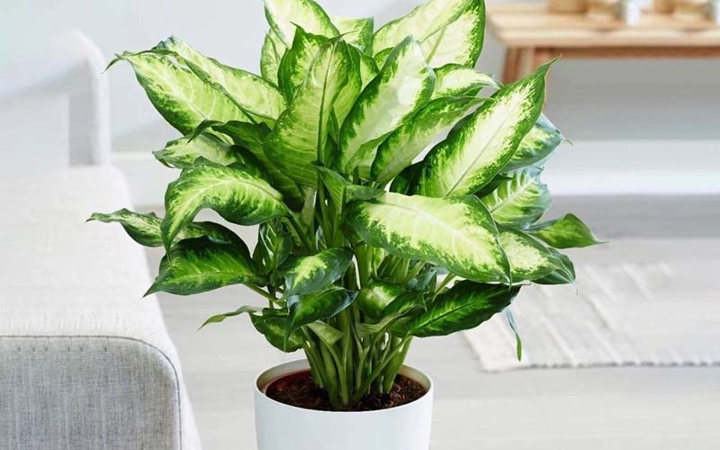Tác dụng của cây sao sáng