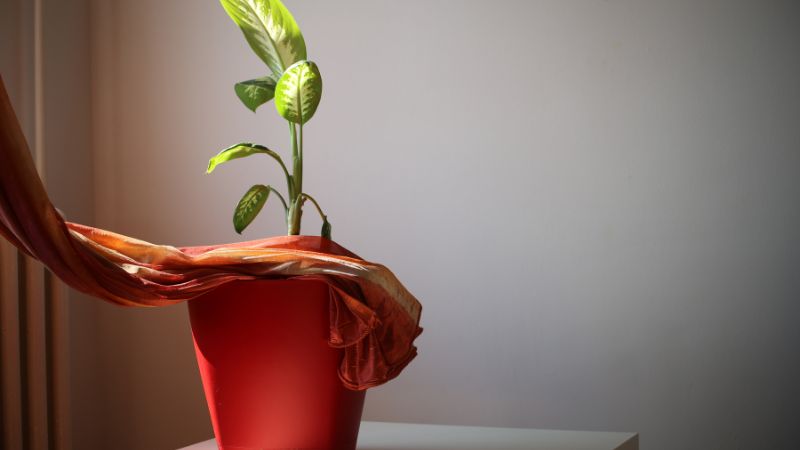 Cây sao sáng có tên khoa học là Dieffenbachia hay còn được gọi là cây Valentine
