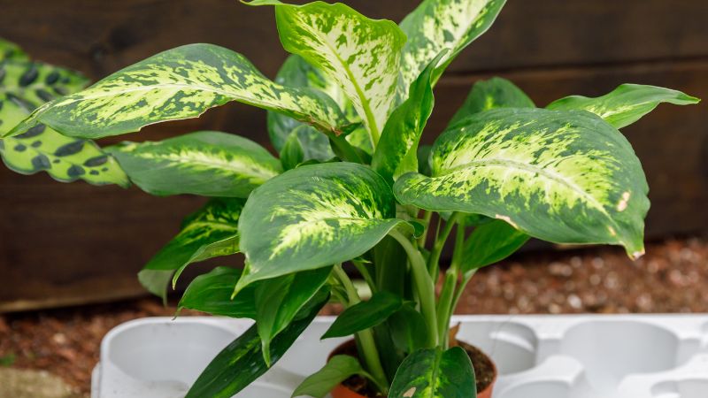 Lá cây có dạng hình bầu dài, cuống rộng dần về phía gốc