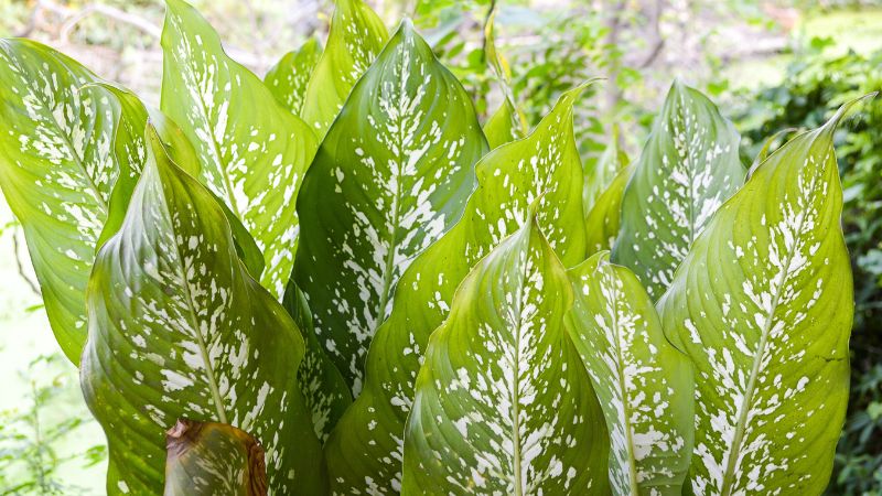 Cây còn có khả năng thanh lọc không khí giúp loại bỏ những khí có hại cho cơ thể