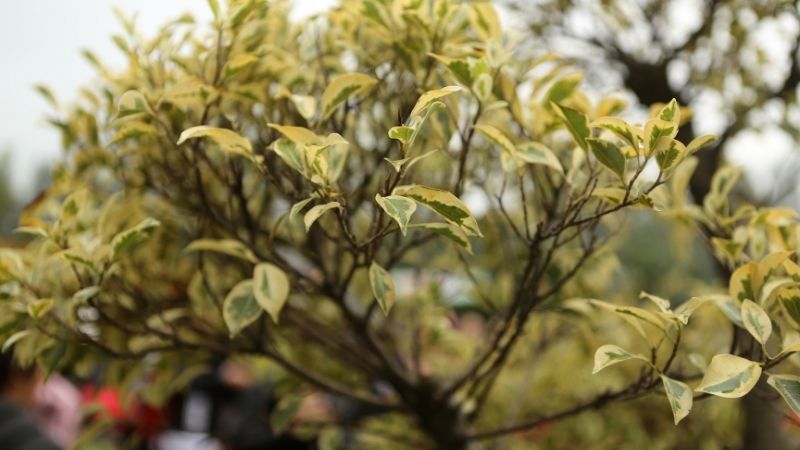 Chính nhờ vẻ bắt mắt và nghệ thuật này được rất nhiều người yêu thích