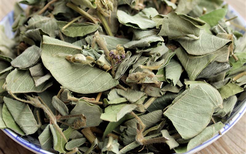 Lưu ý khi dùng kim tiền thảo chữa bệnh