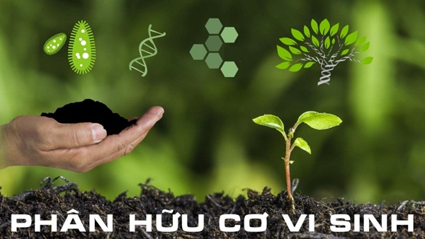 Phân Bón Vi Sinh Là Gì Định nghĩa, ý nghĩa và cách sử dụng hiệu quả