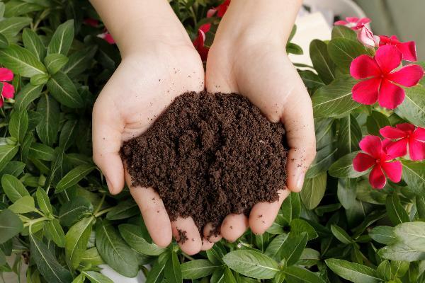 Phân bón DAP Tìm hiểu, công dụng, cách sử dụng và ưu điểm