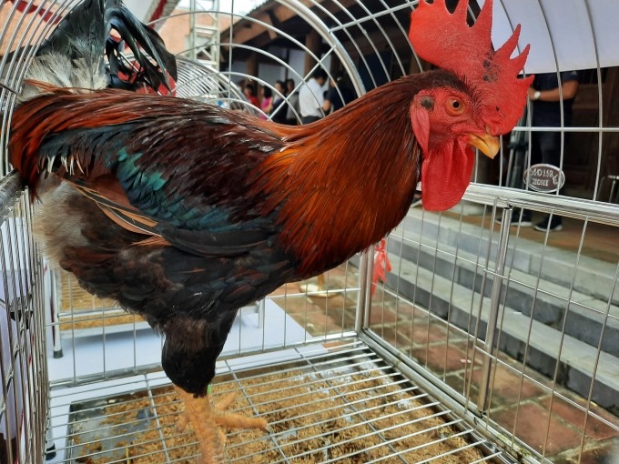 Cách đánh bida phăng Kỹ thuật, góc đánh và chiến thuật hiệu quả