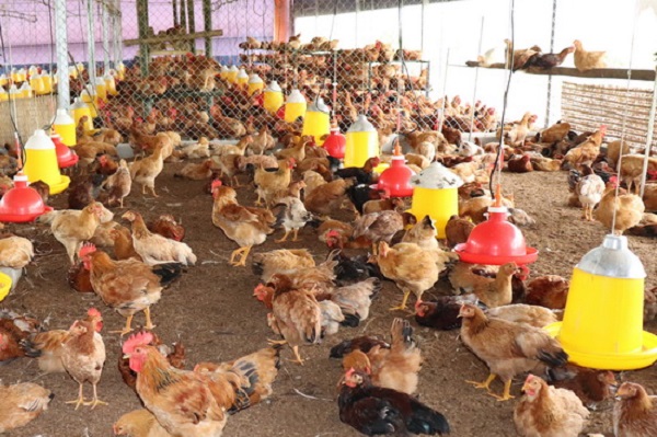 Cách đánh bida phăng Kỹ thuật, góc đánh và chiến thuật hiệu quả