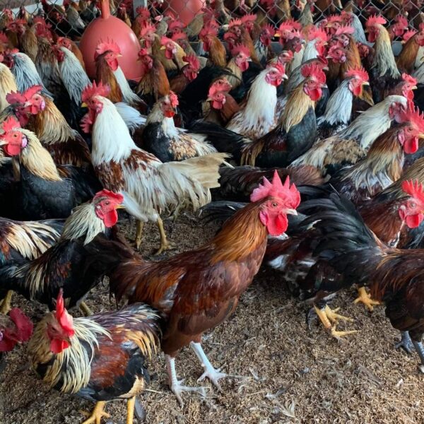 Cách đánh bida phăng Kỹ thuật, góc đánh và chiến thuật hiệu quả